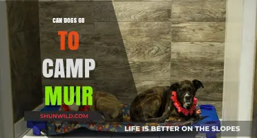 Can Dogs Hike to Camp Muir? Essential Tips and Guidelines