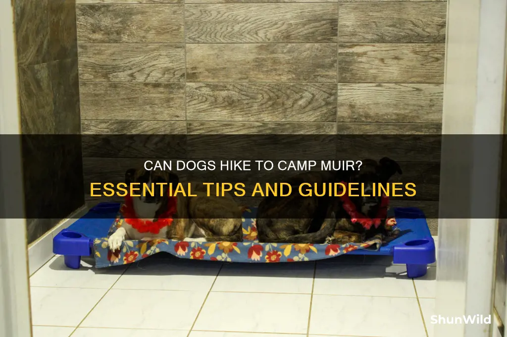 can dogs go to camp muir
