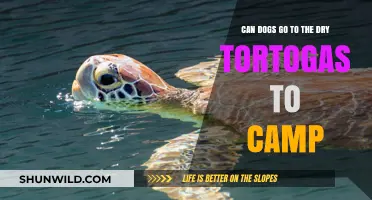 Can Dogs Camp at Dry Tortugas? Essential Tips for Pet Owners