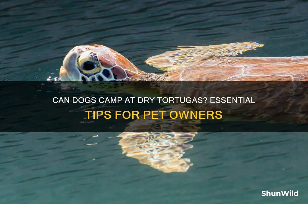 can dogs go to the dry tortogas to camp