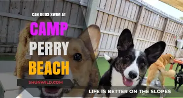 Can Dogs Swim at Camp Perry Beach? A Pet-Friendly Guide