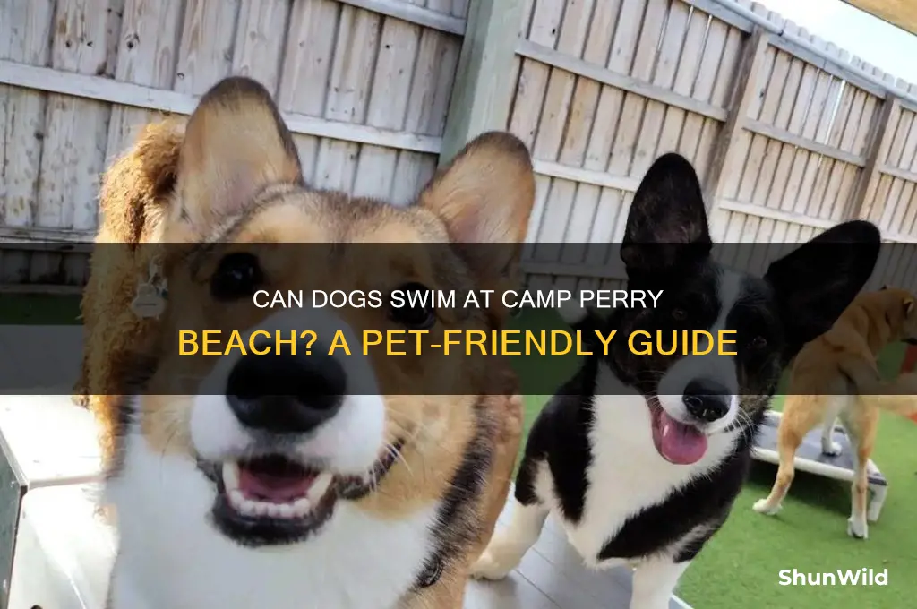 can dogs swim at camp perry beach