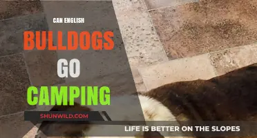 Can English Bulldogs Go Camping? Tips for a Safe Adventure