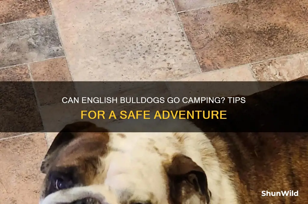 can english bulldogs go camping