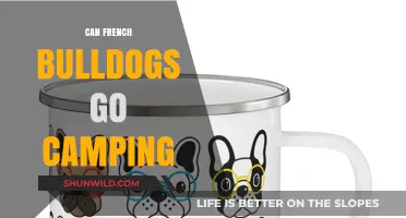 Can French Bulldogs Go Camping? Tips for Outdoor Adventures
