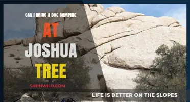 Camping with Dogs at Joshua Tree: Rules, Tips, and Essentials