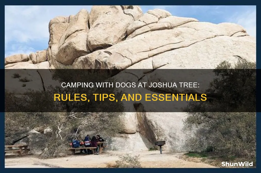 can i bring a dog camping at joshua tree
