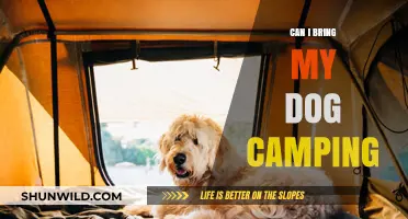 Can Your Dog Join Your Camping Trip? Tips and Considerations