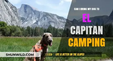 Can Dogs Join El Capitan Camping Trips? A Pet-Friendly Guide