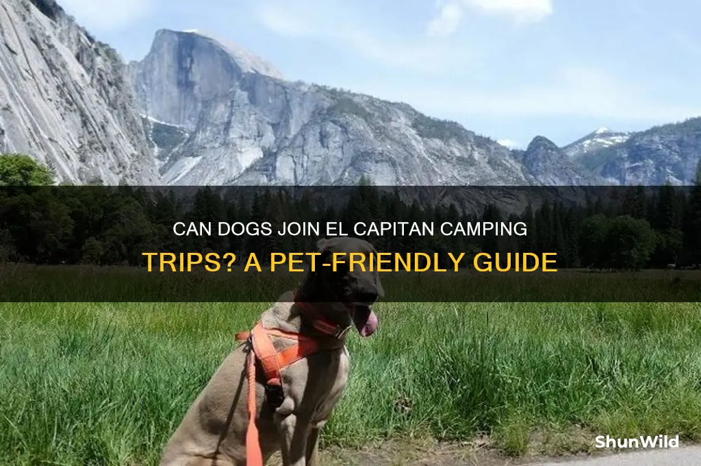 can i bring my dog to el capitan camping