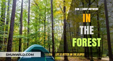 Can You Camp Anywhere in the Forest? Legal and Ethical Insights