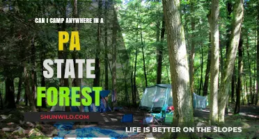 Camping in PA State Forests: Rules, Locations, and Tips
