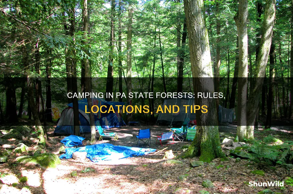 can i camp anywhere in a pa state forest
