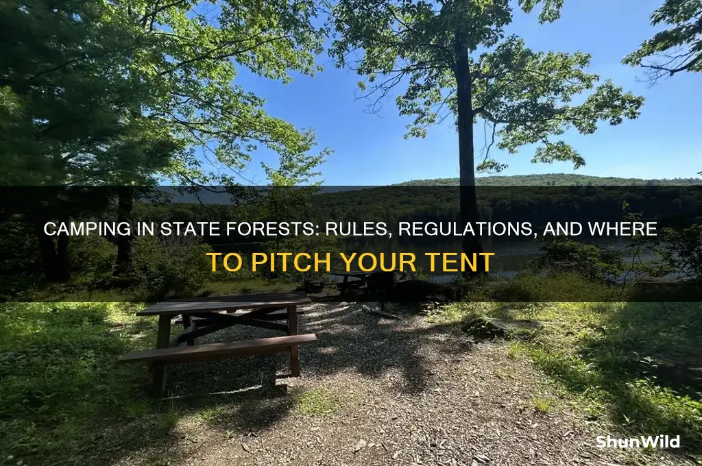 can i camp anywhere in a state forest
