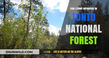 Camping in Tonto National Forest: Rules, Locations, and Tips