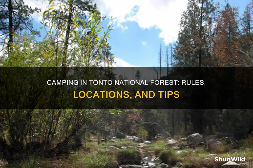 can i camp anywhere in tonto national forest
