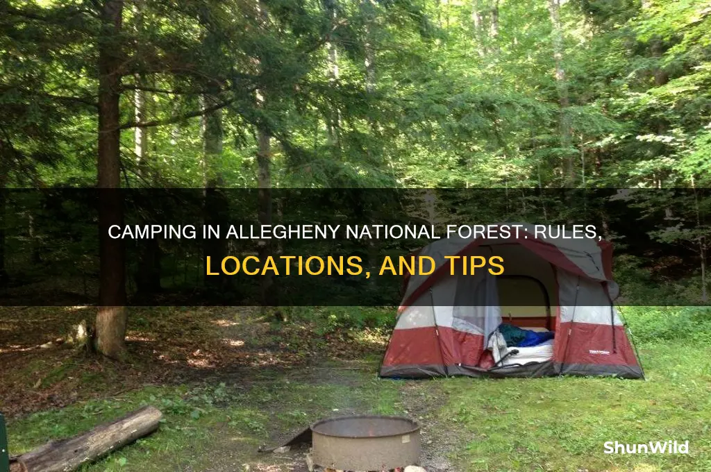 can i camp anywhere is allegheny national forest