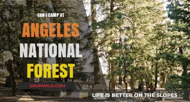 Camping in Angeles National Forest: Rules, Tips, and Best Spots