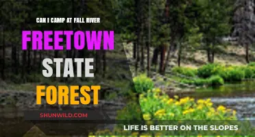 Camping at Fall River Freetown State Forest: What You Need to Know