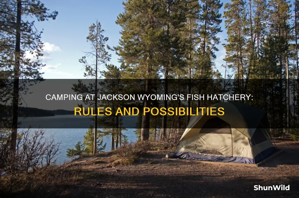 can i camp at fish hatchery in jackson wyoming