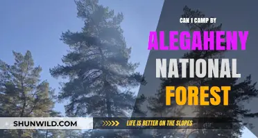 Camping Near Allegheny National Forest: Tips, Rules, and Best Spots