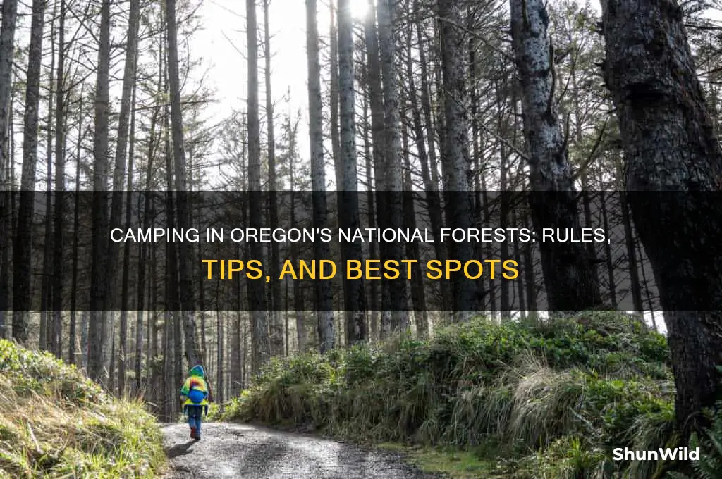 can i camp in a national forest oregon