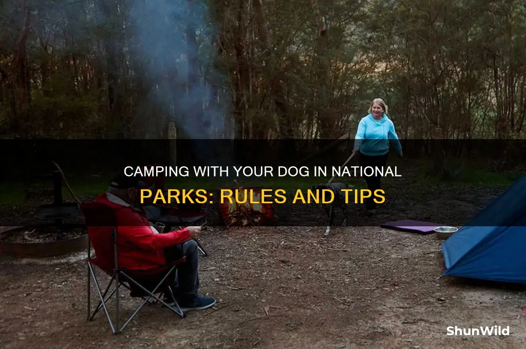 can i camp in a national park with a dog