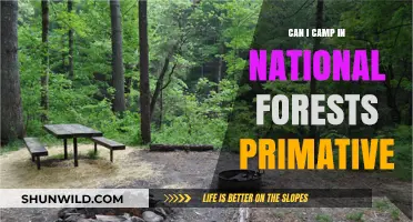 Primitive Camping in National Forests: Rules, Tips, and Best Practices