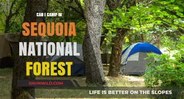 Camping in Sequoia National Forest: Tips, Rules, and Best Spots