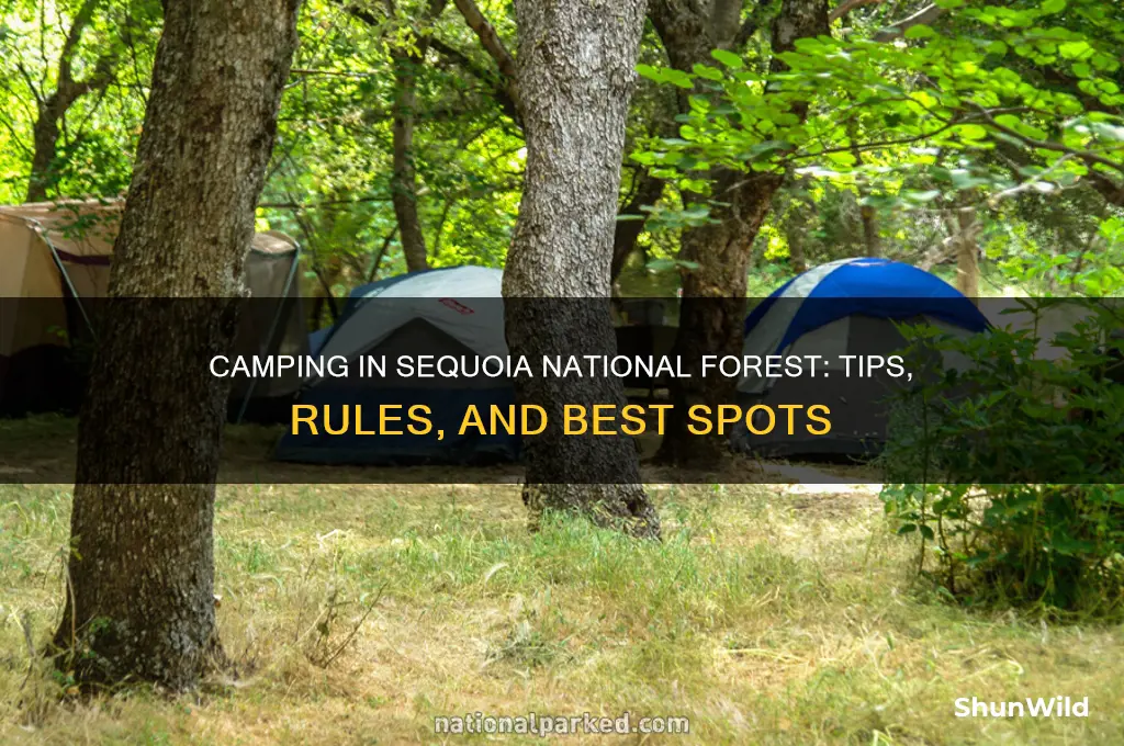 can i camp in sequoia national forest