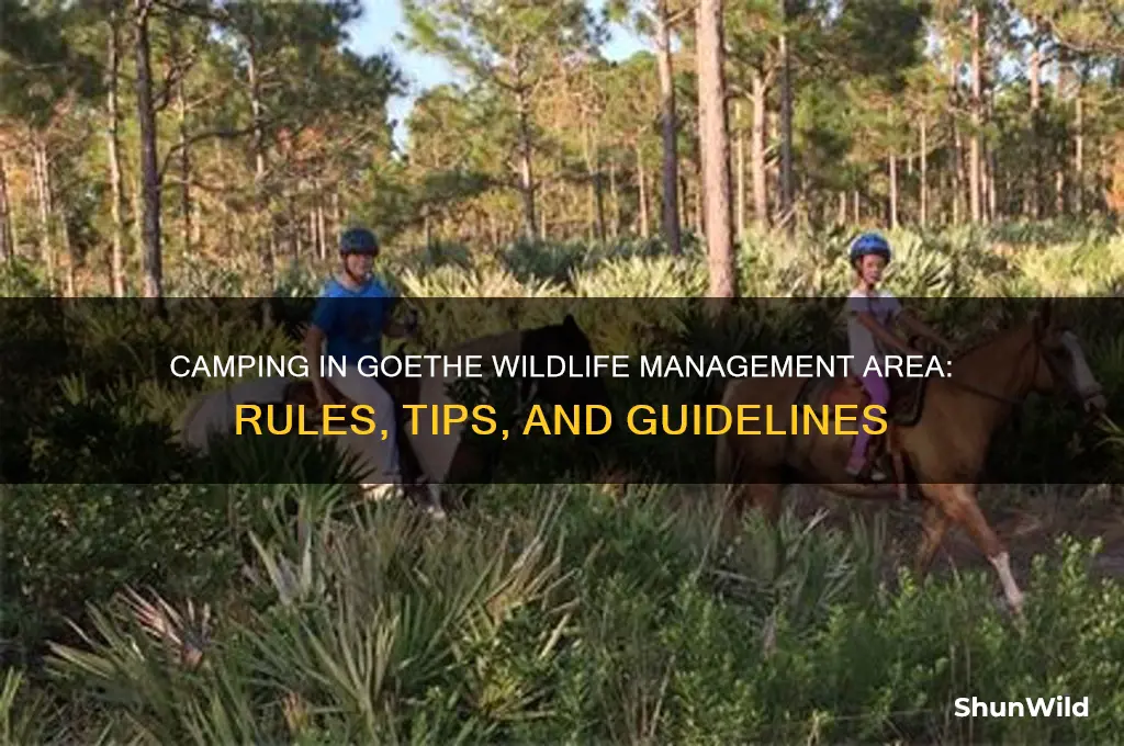 can i camp in the goethe wildlife management area