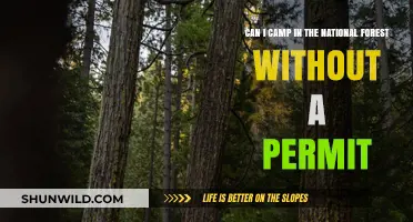 Camping in National Forests: Permit Requirements and Free Options Explained
