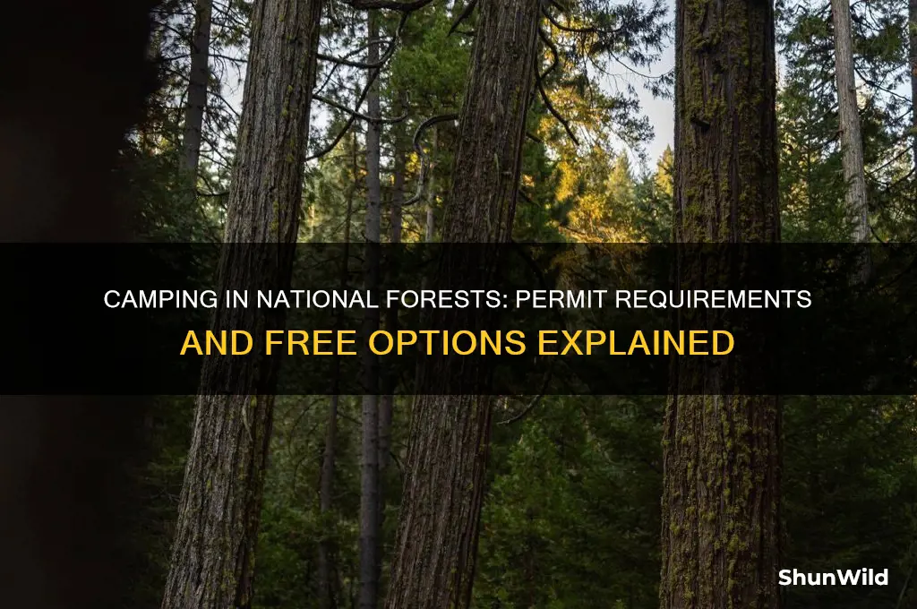 can i camp in the national forest without a permit