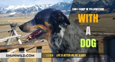 Camping in Yellowstone with Your Dog: Rules, Tips, and Safety
