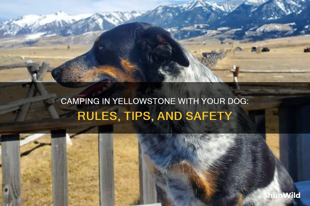 can i camp in yellowstone with a dog