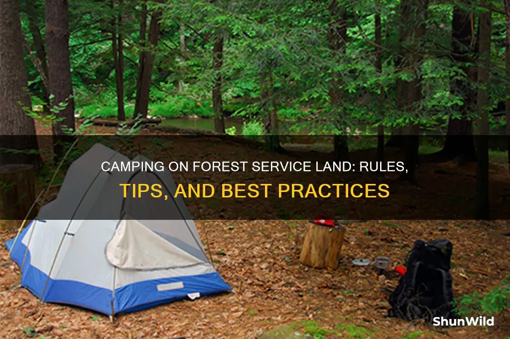 can i camp on forest service land