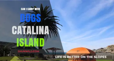 Camping with Dogs on Catalina Island: Tips and Guidelines