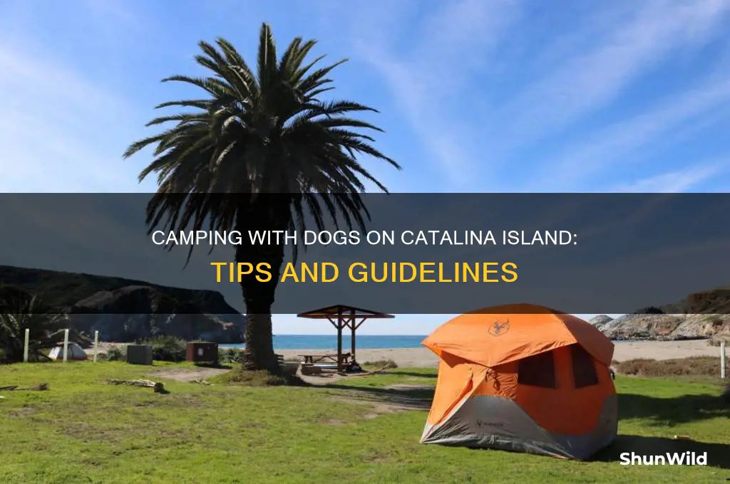 can i camp with dogs catalina island