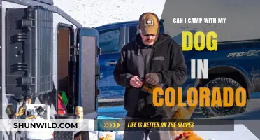Camping with Your Dog in Colorado: Tips and Best Spots