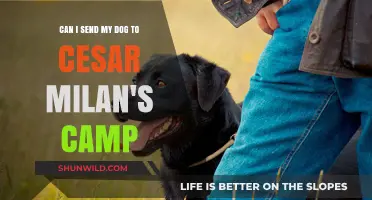 Cesar Milan's Dog Camp: Is It Right for Your Pet?
