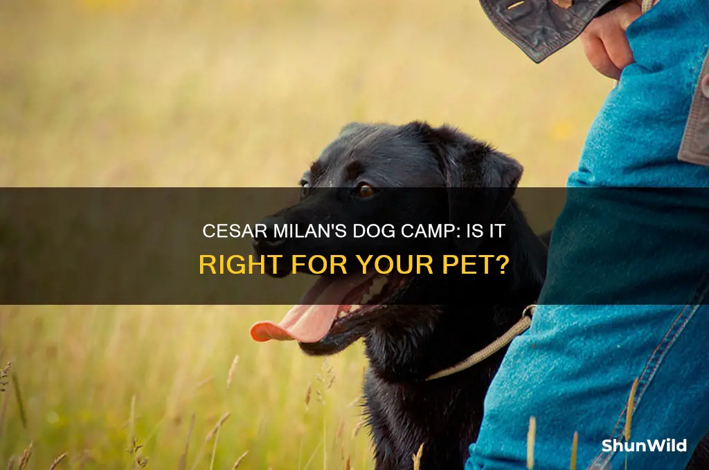 can i send my dog to cesar milan