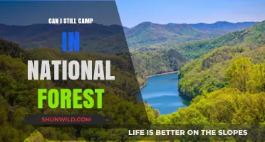 Can You Still Camp in National Forests? Rules and Tips