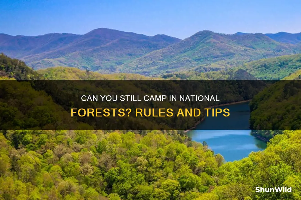 can i still camp in national forest