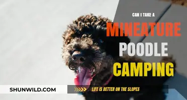 Miniature Poodle Camping Adventures: Tips for a Paw-some Outdoor Trip
