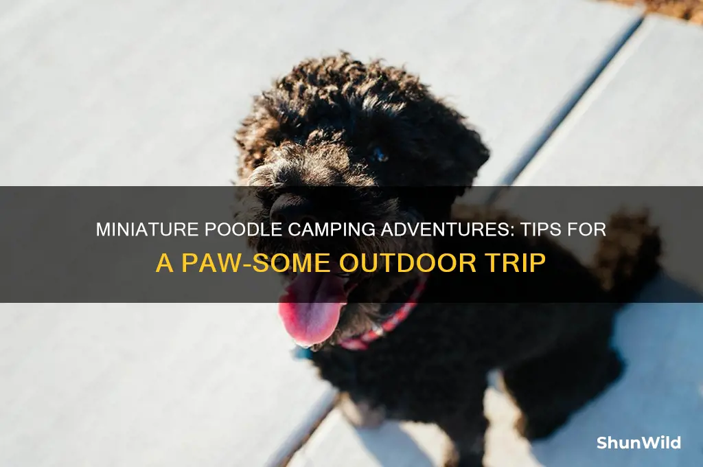 can i take a mineature poodle camping