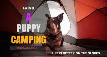 Puppy Camping Adventures: Tips for a Safe and Fun Outdoor Trip