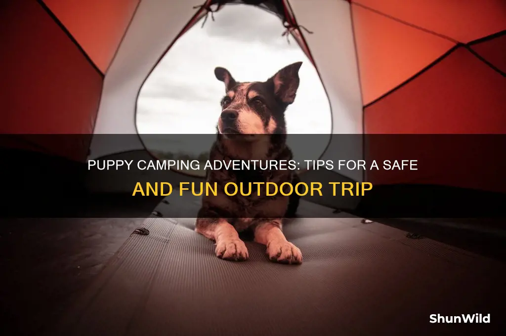 can i take a puppy camping