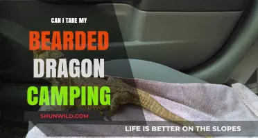 Camping with Your Bearded Dragon: Tips for a Safe Adventure