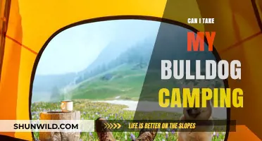 Can Bulldogs Camp? Tips for Safe Outdoor Adventures with Your Bulldog