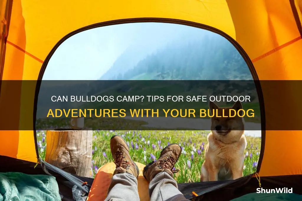 can i take my bulldog camping
